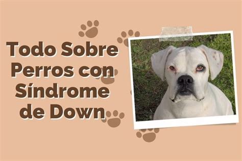 Perros con síndrome de Down: Todo lo que debes saber sobre .